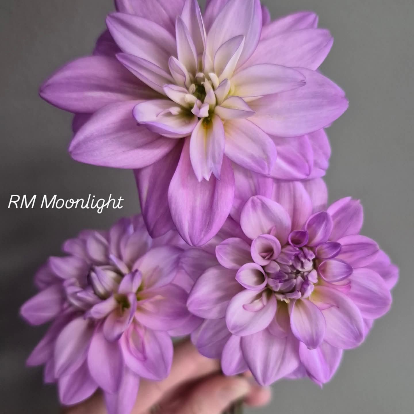 RM Moonlight Formal Decorative Dahlia