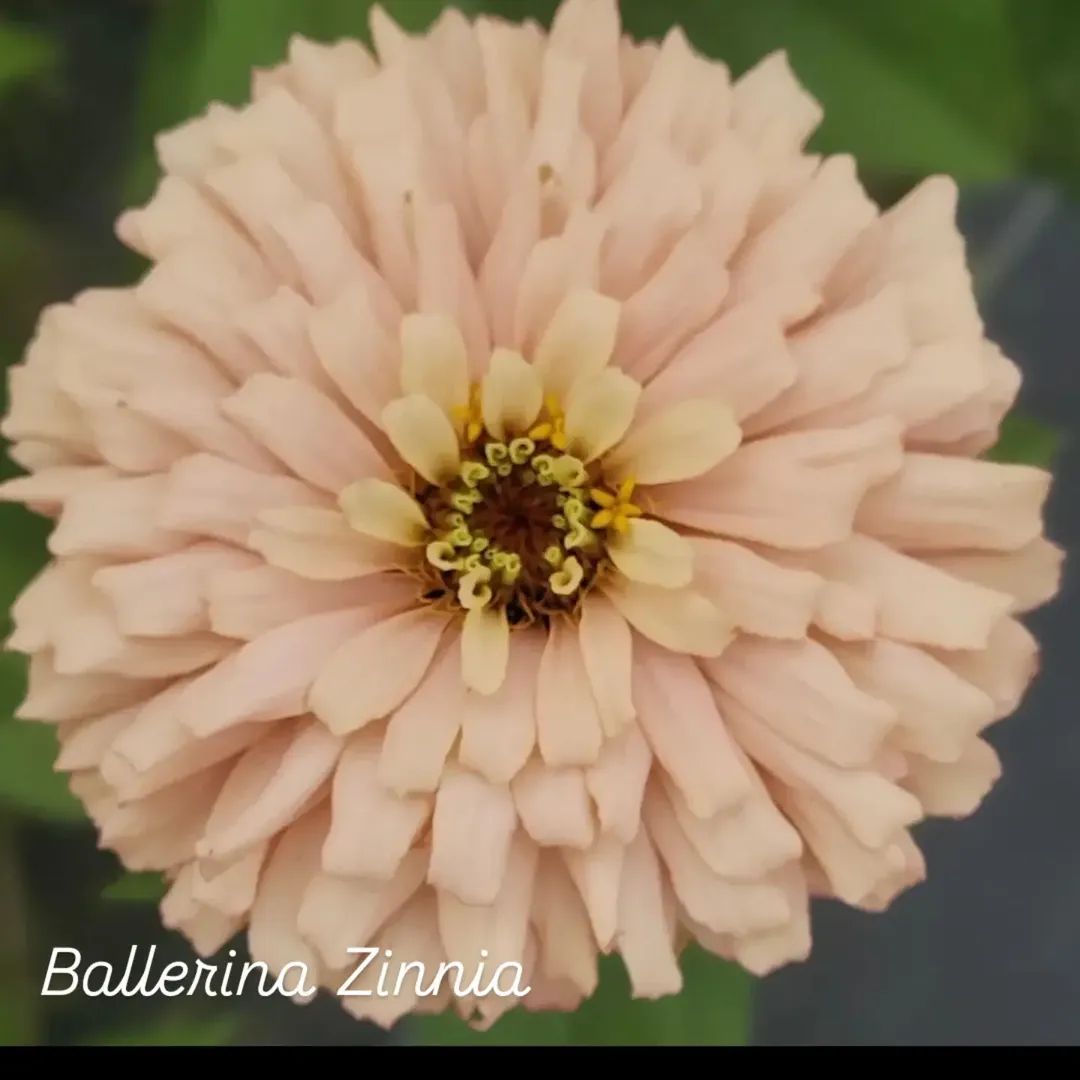 Ballerina Zinnia Open-Pollinated Seeds