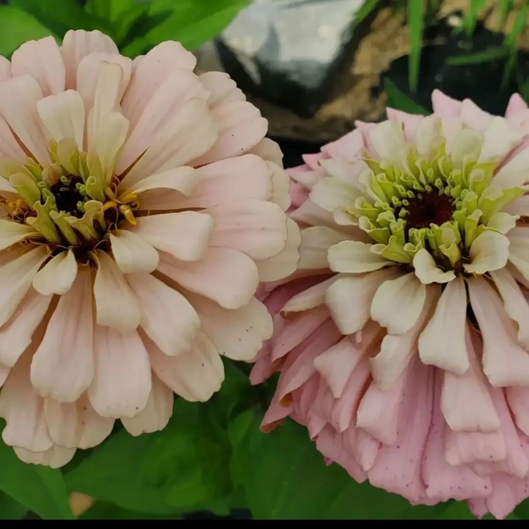 Ballerina Zinnia Open-Pollinated Seeds