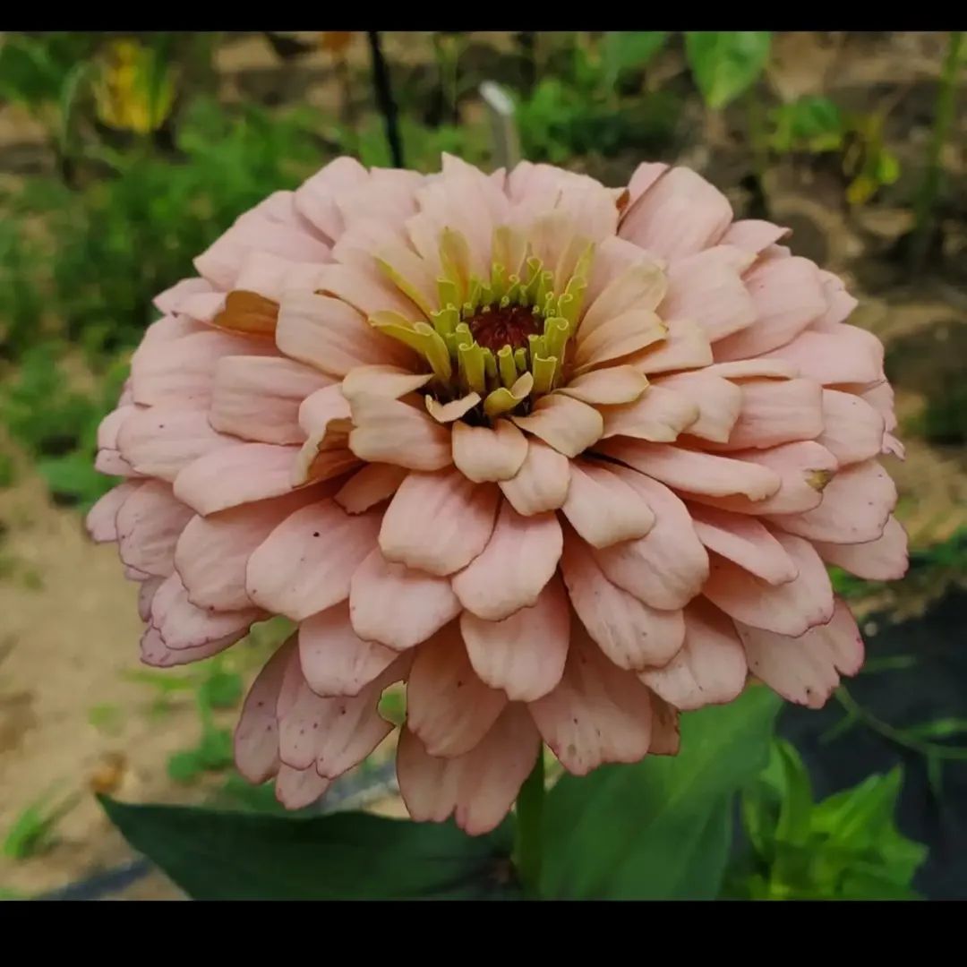 Ballerina Zinnia Open-Pollinated Seeds