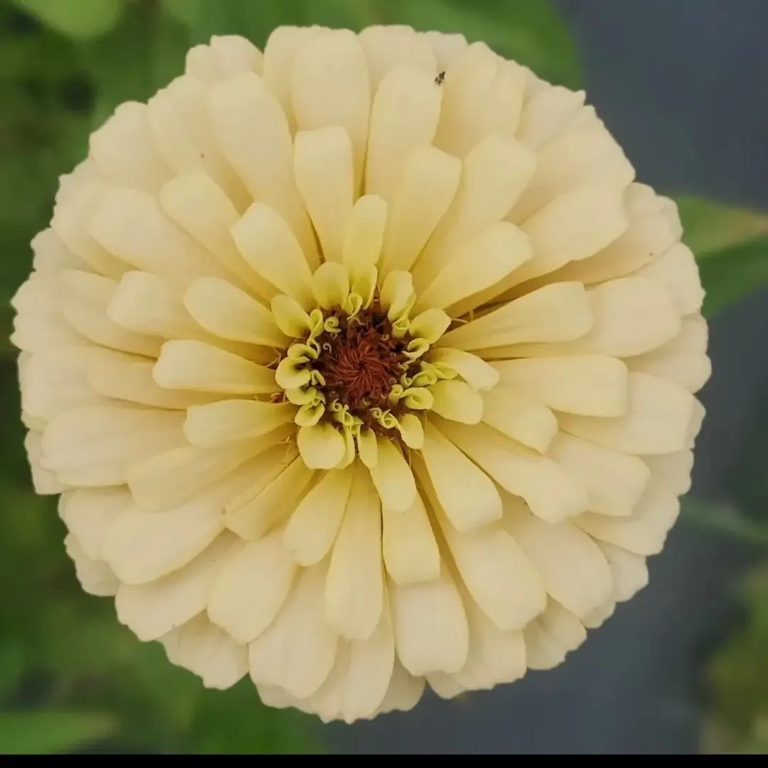 Ballerina Zinnia Open-Pollinated Seeds