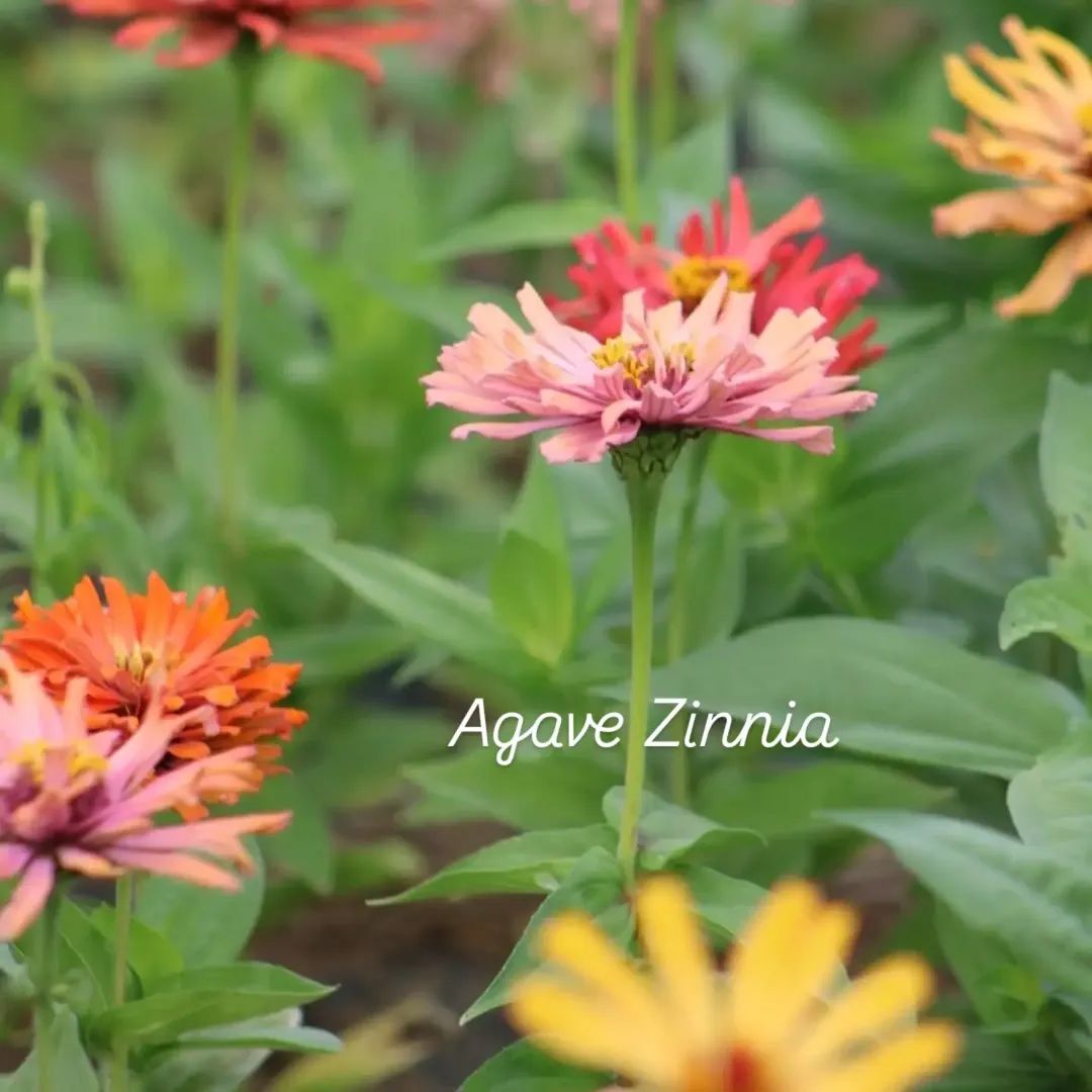 Agave Zinnia Open-Pollinated Seeds