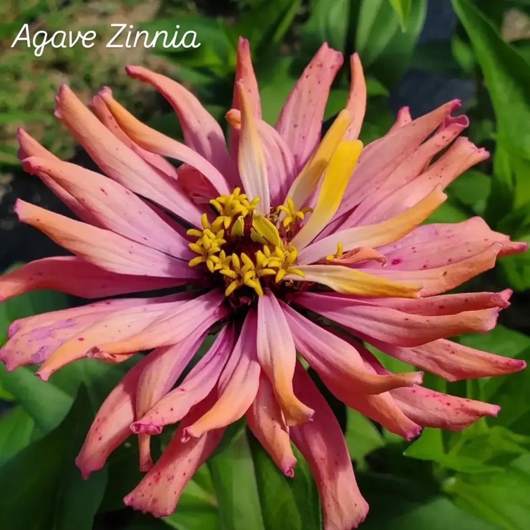 Agave Zinnia Open-Pollinated Seeds