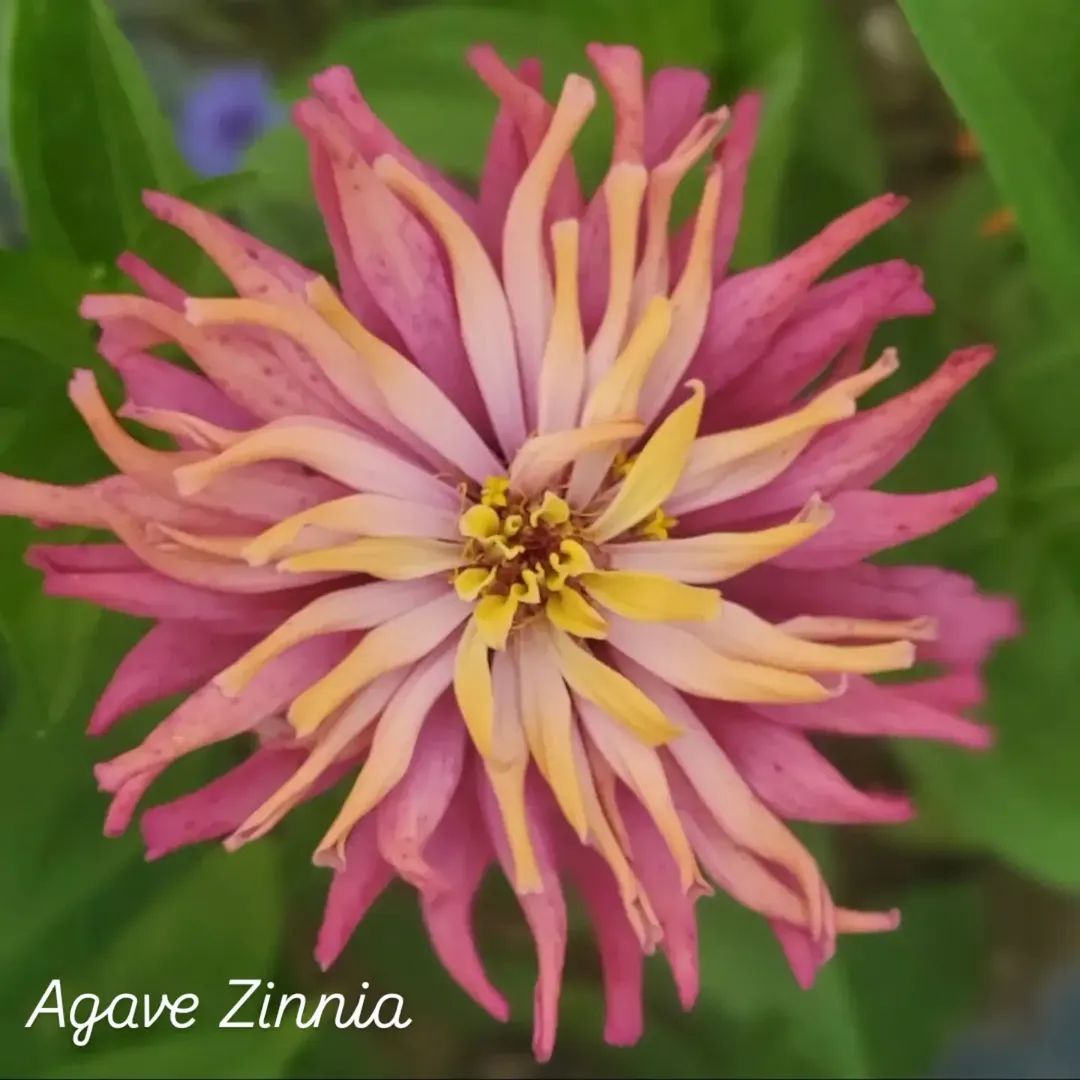 Agave Zinnia Open-Pollinated Seeds