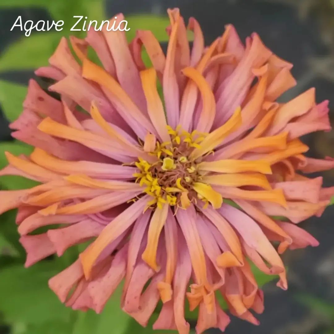 Agave Zinnia Open-Pollinated Seeds