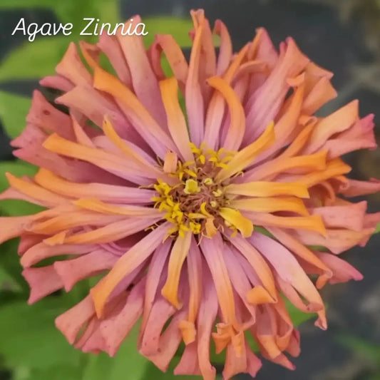 Agave Zinnia Open-Pollinated Seeds