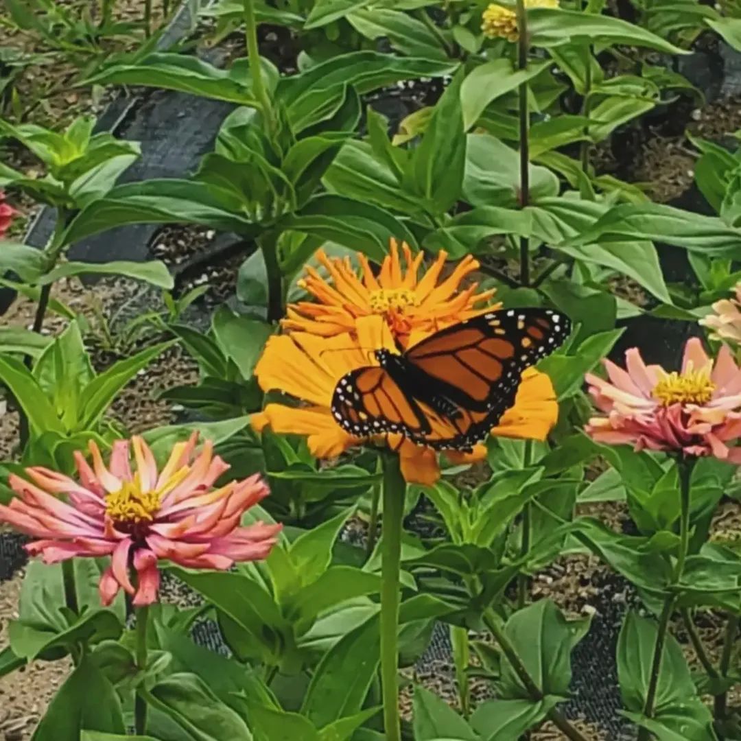 Agave Zinnia Open-Pollinated Seeds