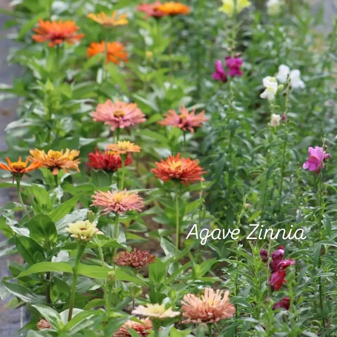 Agave Zinnia Open-Pollinated Seeds