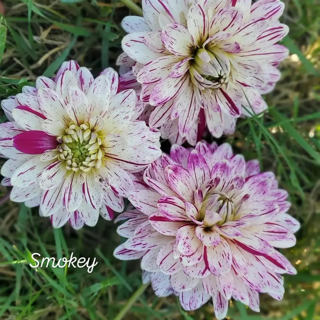 Smokey Decorative Dahlia