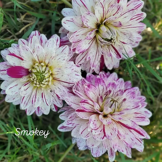 Smokey Decorative Dahlia
