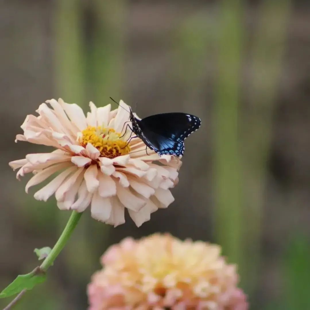 Ballerina Zinnia Open-Pollinated Seeds