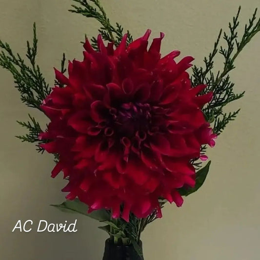 AC David Formal Decorative Dahlia