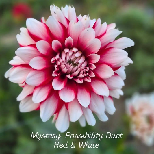 Mystery Day Formal Decorative Dahlia