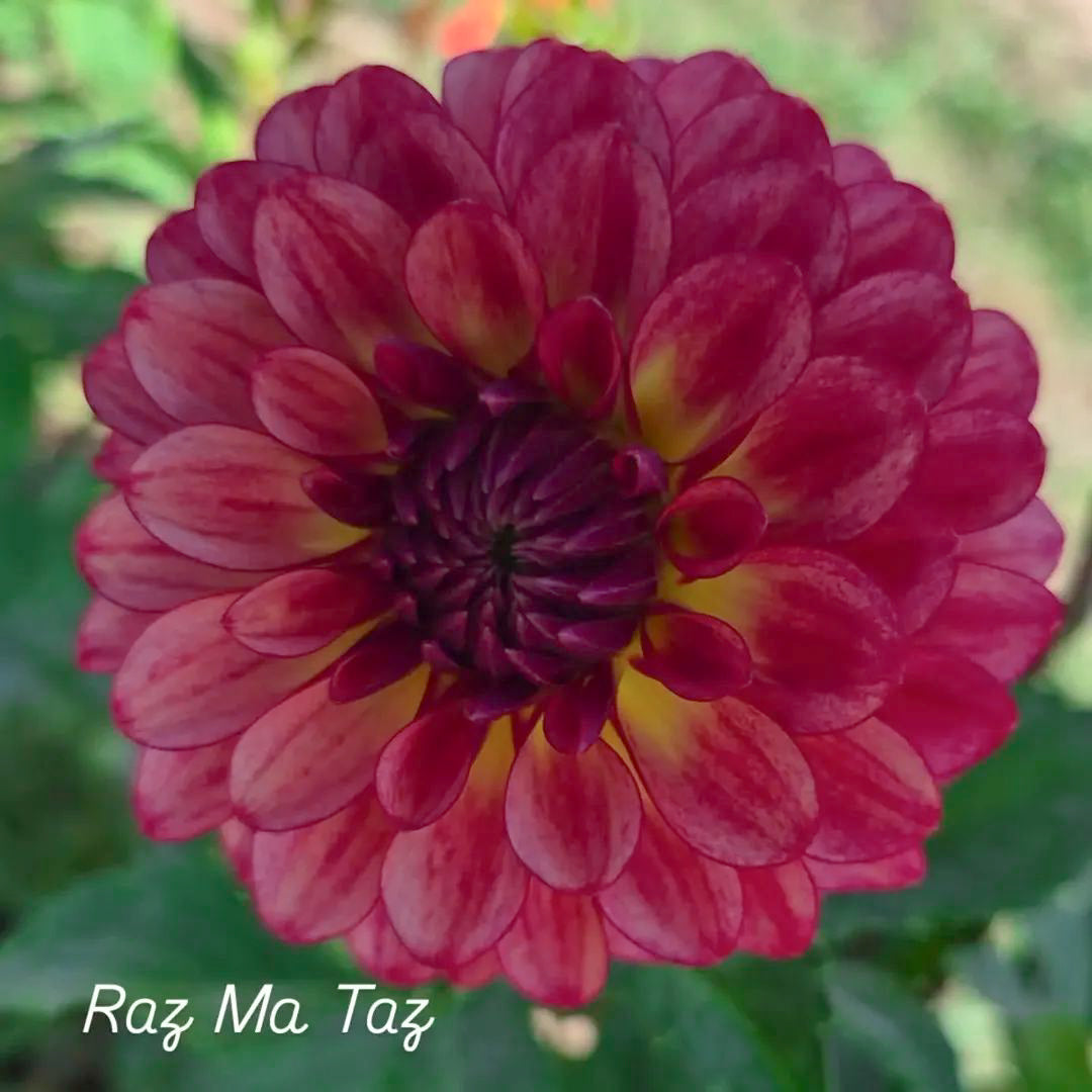 Raz Ma Taz Decorative Dahlia