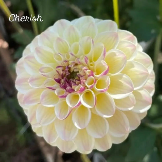 Cherish Decorative Dahlia