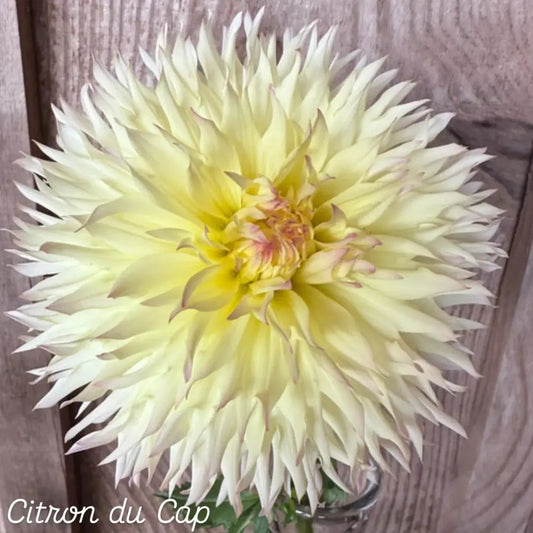 Citron du Cap Dahlia Laciniated Dahlia