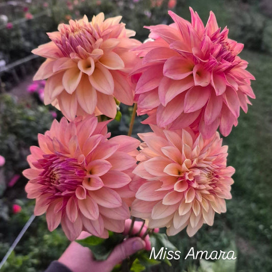 Miss Amara Formal Decorative Dahlia