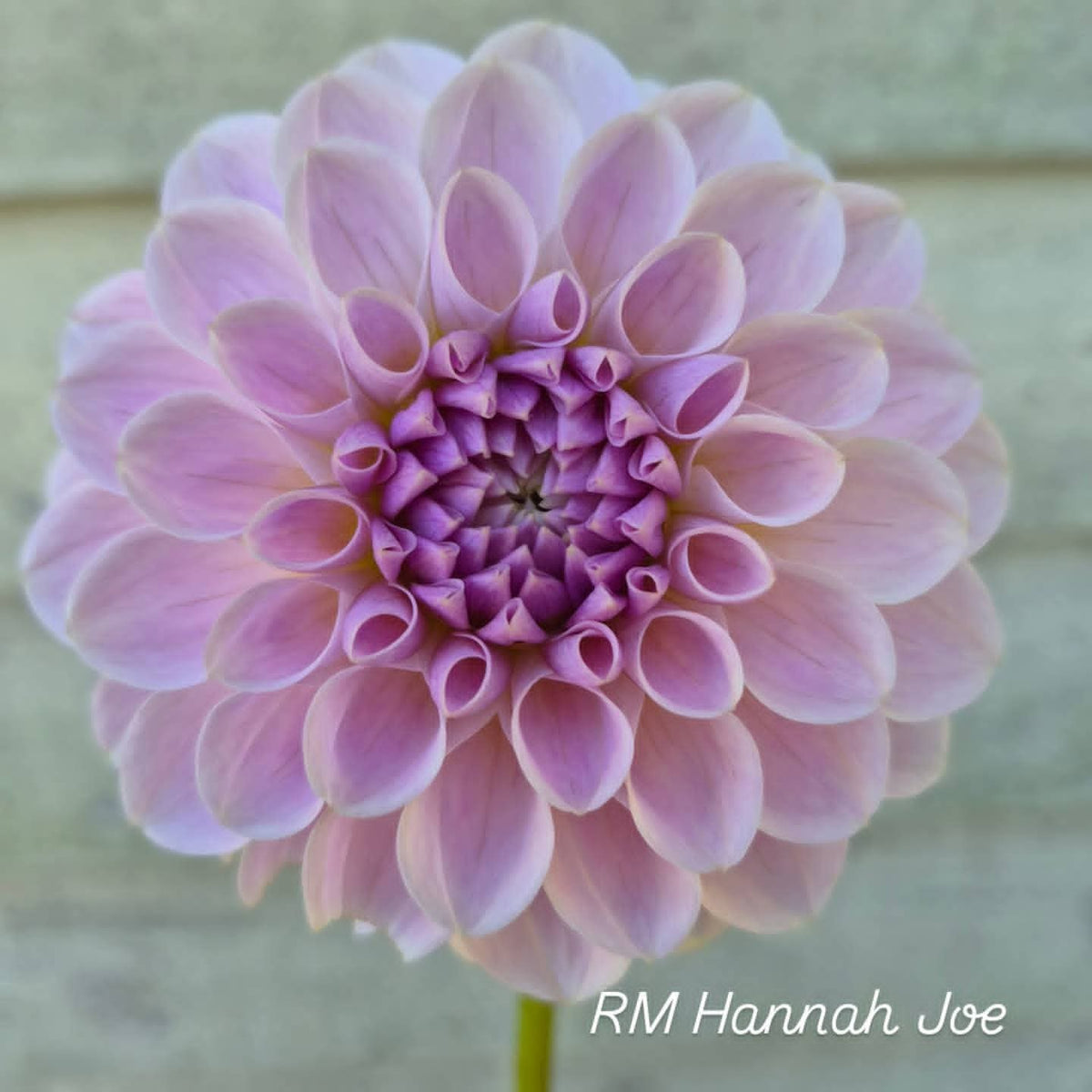 RM Hannah Joe Formal Decorative Dahlia