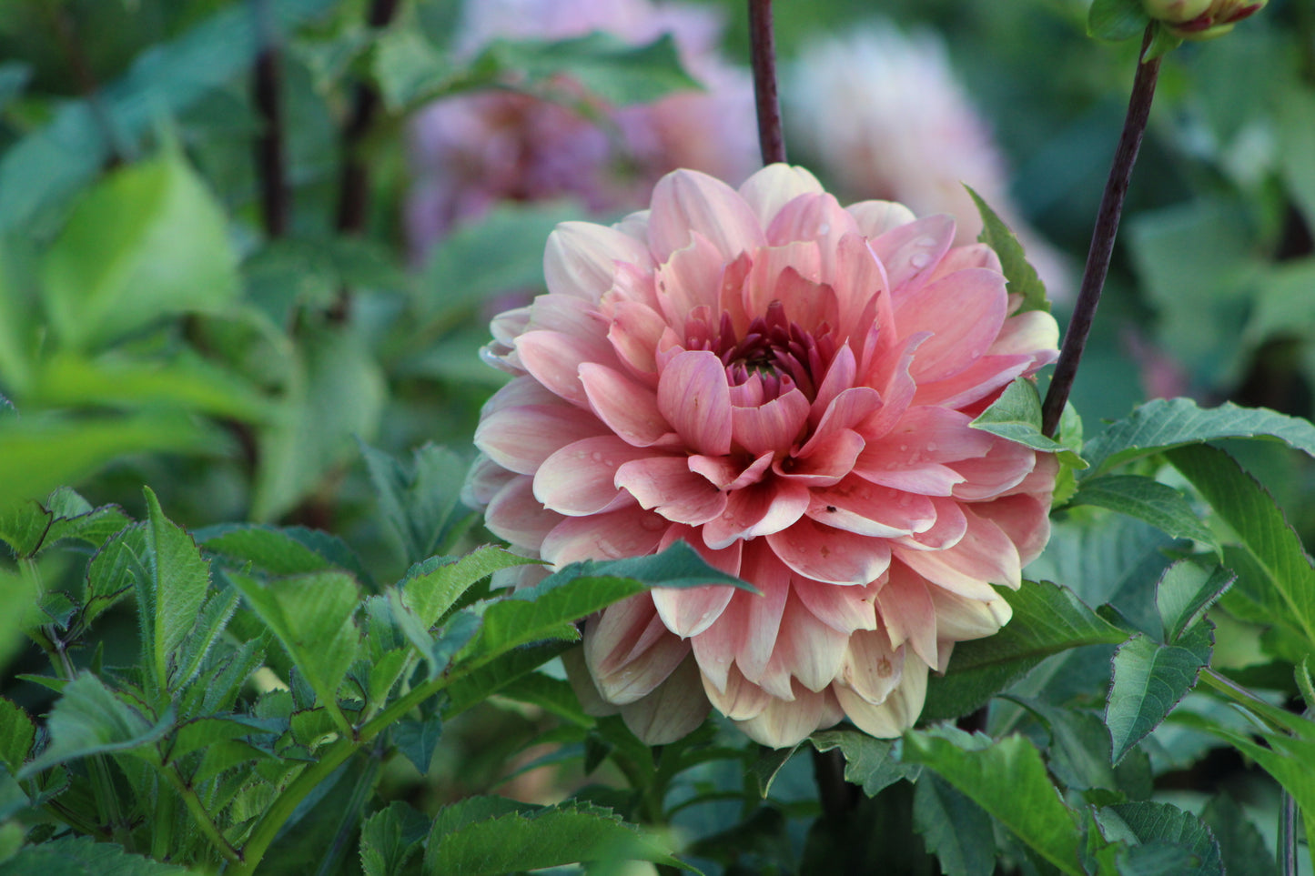 Château de la Bourdaisière Waterlily Dahlia