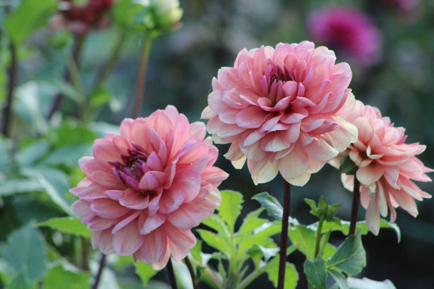 Château de la Bourdaisière Waterlily Dahlia