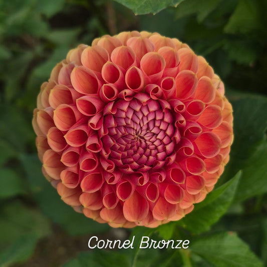 Cornel Bronze Ball Dahlia
