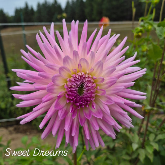 Sweet Dreams Cactus Dahlia
