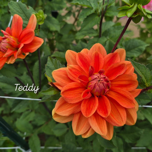 Teddy Waterlily Dahlia