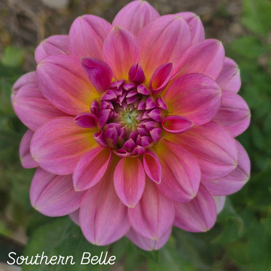 Southern Belle Waterlily Dahlia