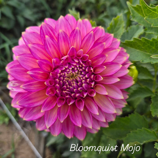 Bloomquist Mojo Formal Decorative Dahlia