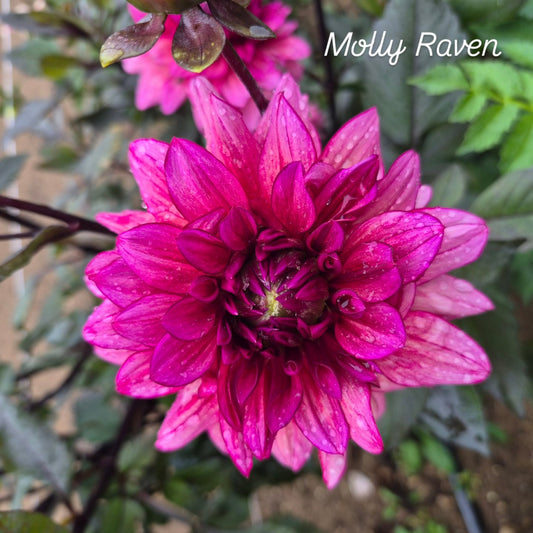 Molly Raven Informal Decorative Dahlia