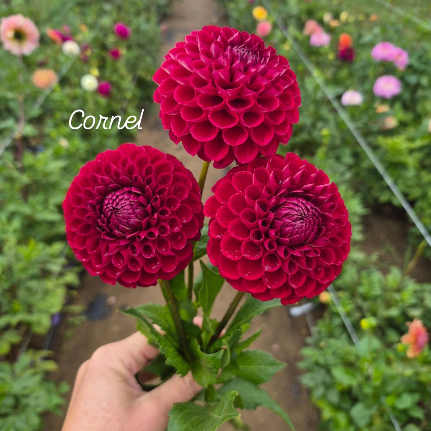 Cornel Ball Decorative Dahlia