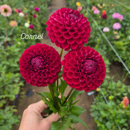 Cornel Ball Decorative Dahlia