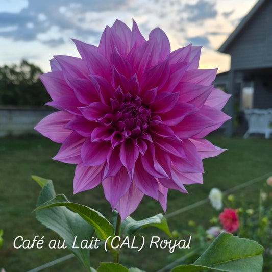 Café au Lait Royal Informal Decorative Dahlia