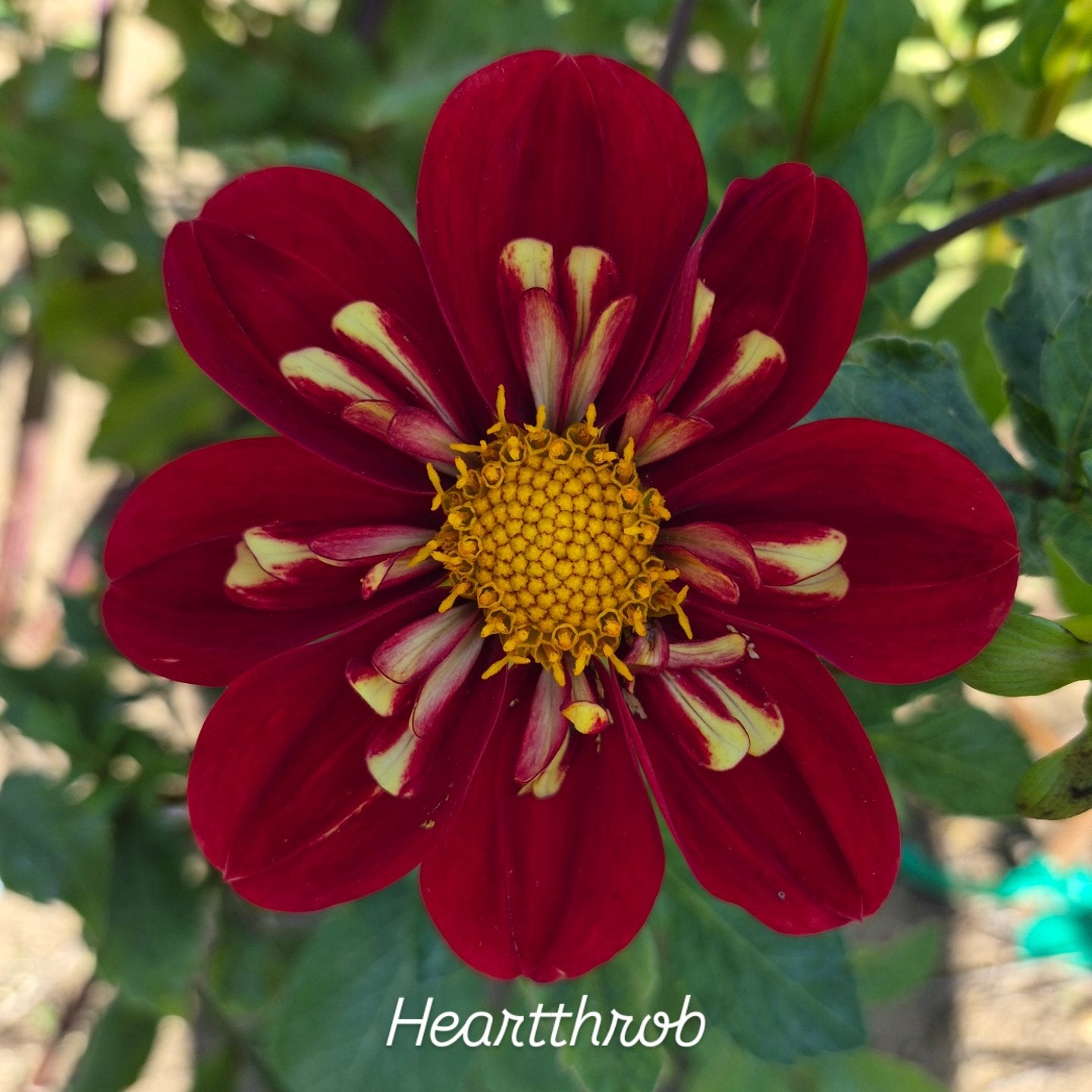 Heartthrob Collarette Dahlia
