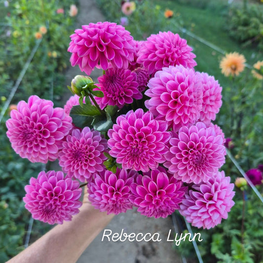 Rebecca Lynn Ball Dahlia