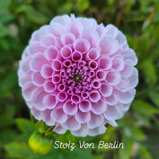 Stolz Von Berlin Ball Dahlia