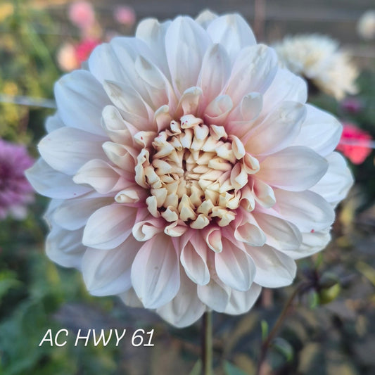 AC HWY 61 Decorative Dahlia