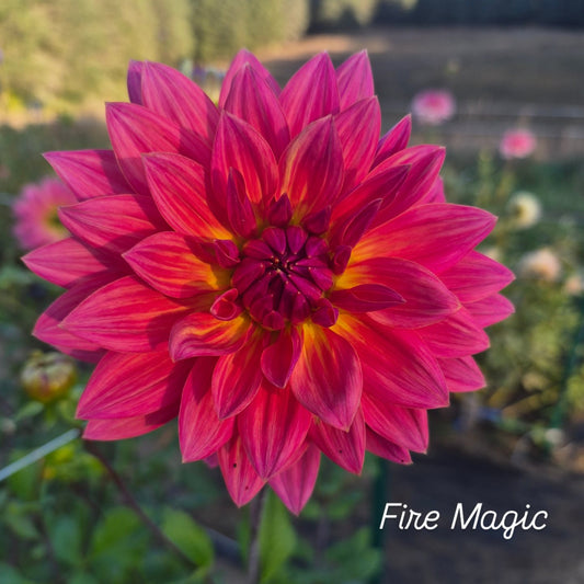 Fire Magic Decorative Dahlia