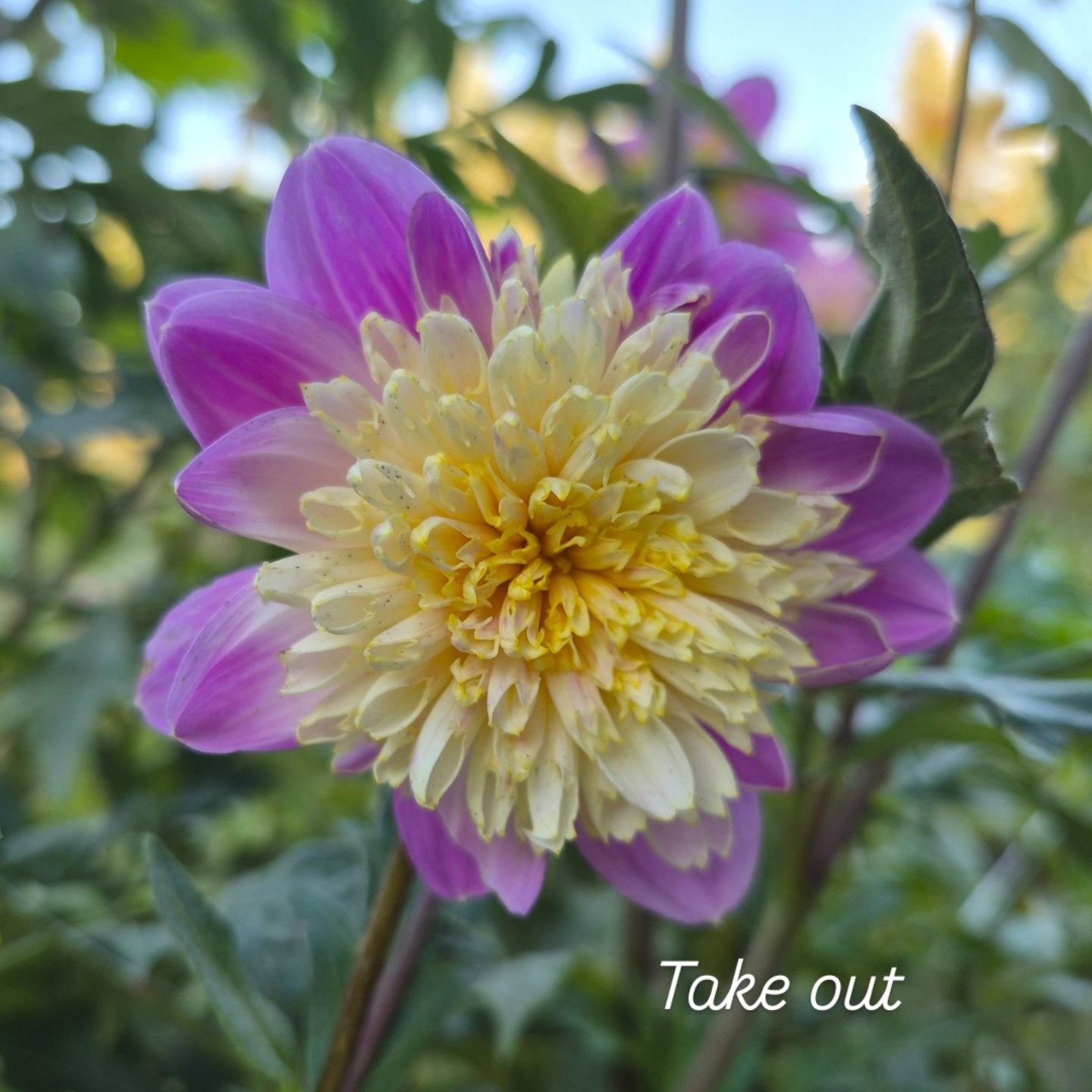 Takeoff Anemone Dahlia