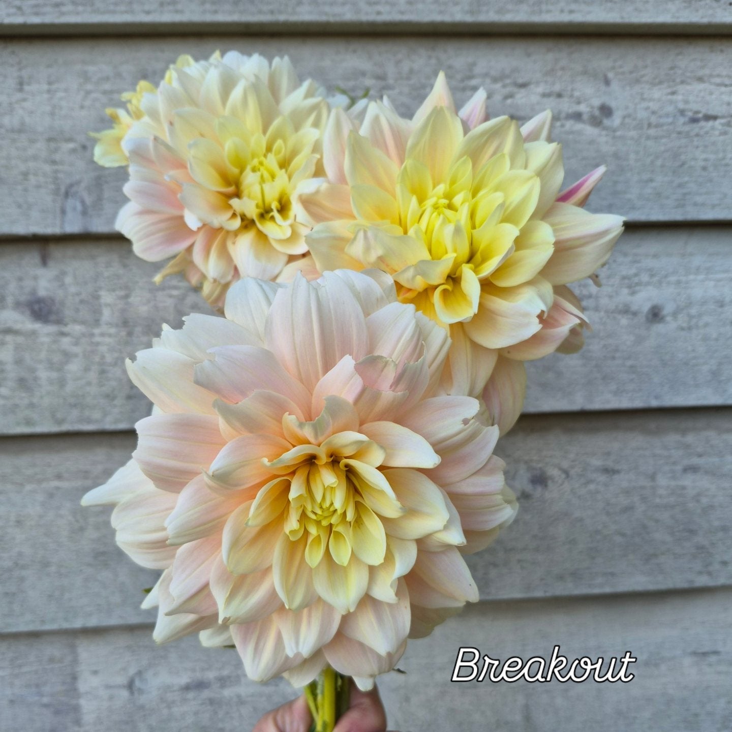 Breakout Informal Decorative Dahlia