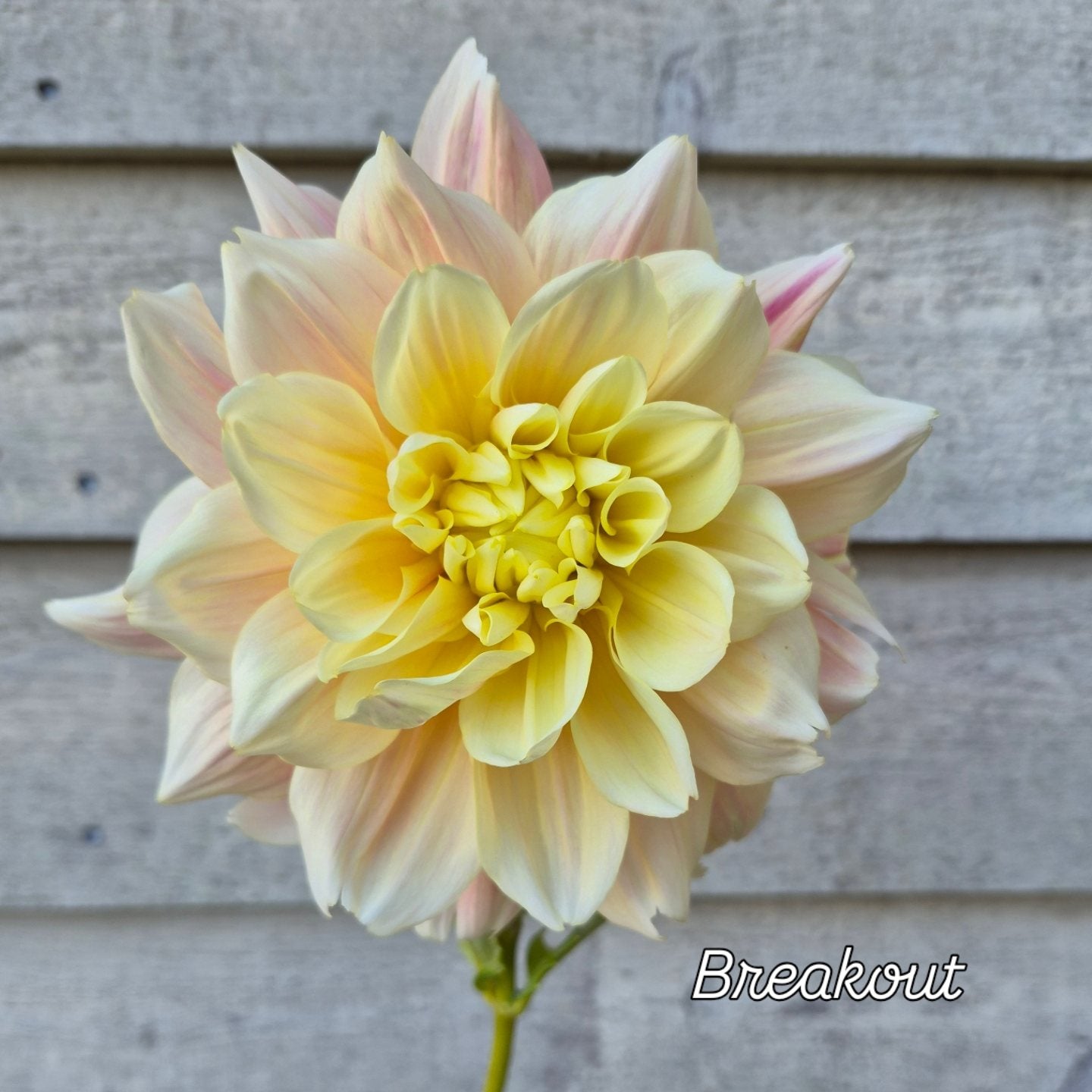 Breakout Informal Decorative Dahlia
