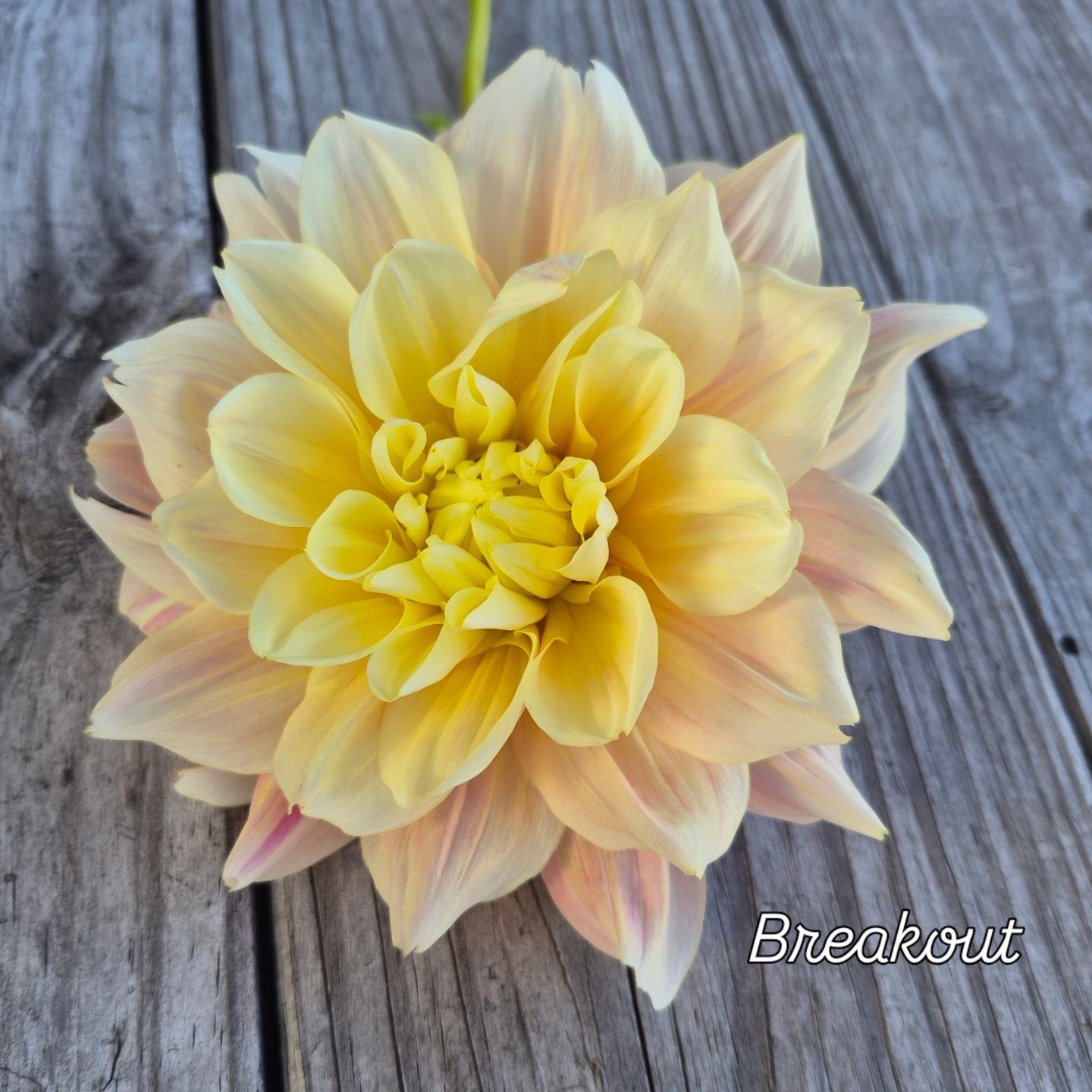 Breakout Informal Decorative Dahlia