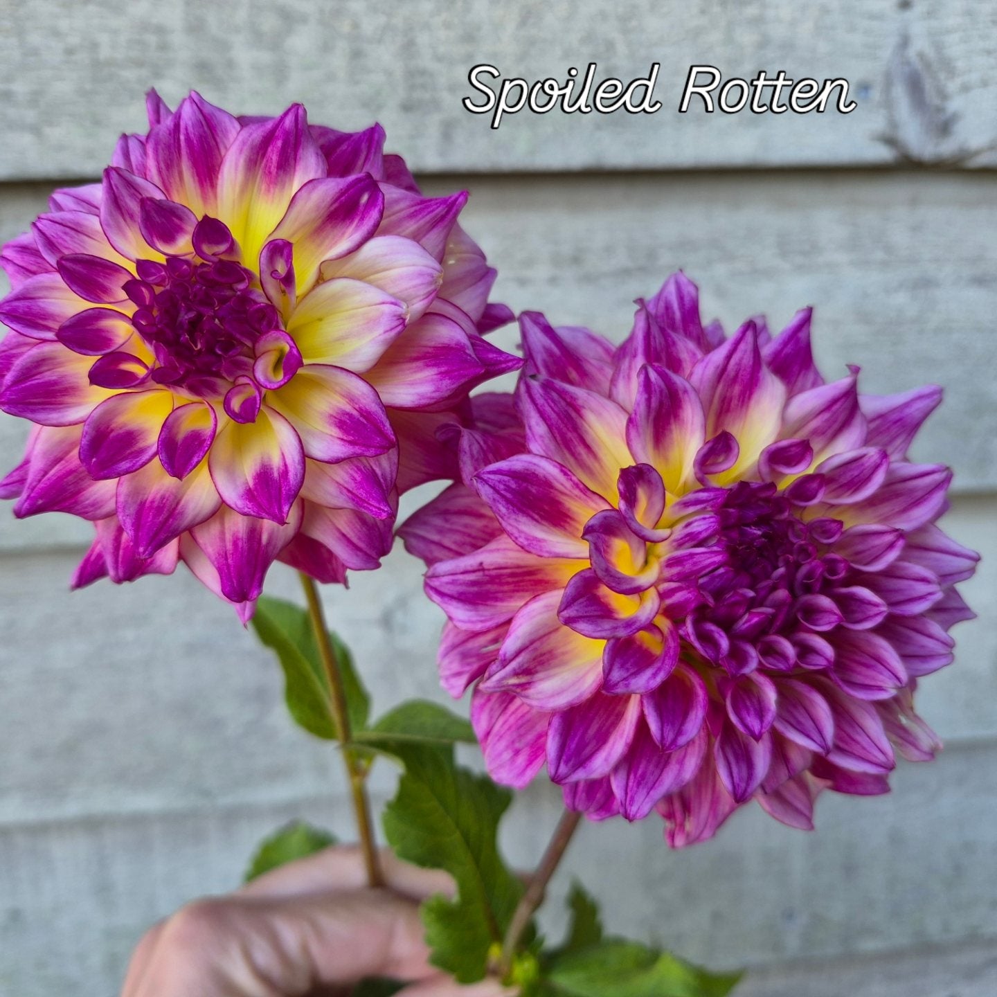 Spoiled Rotten Informal Decorative Dahlia