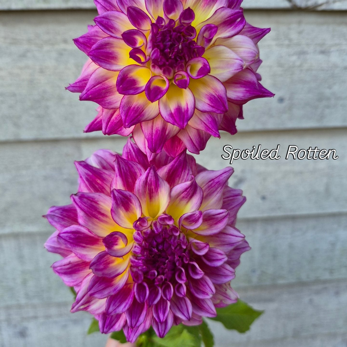 Spoiled Rotten Informal Decorative Dahlia