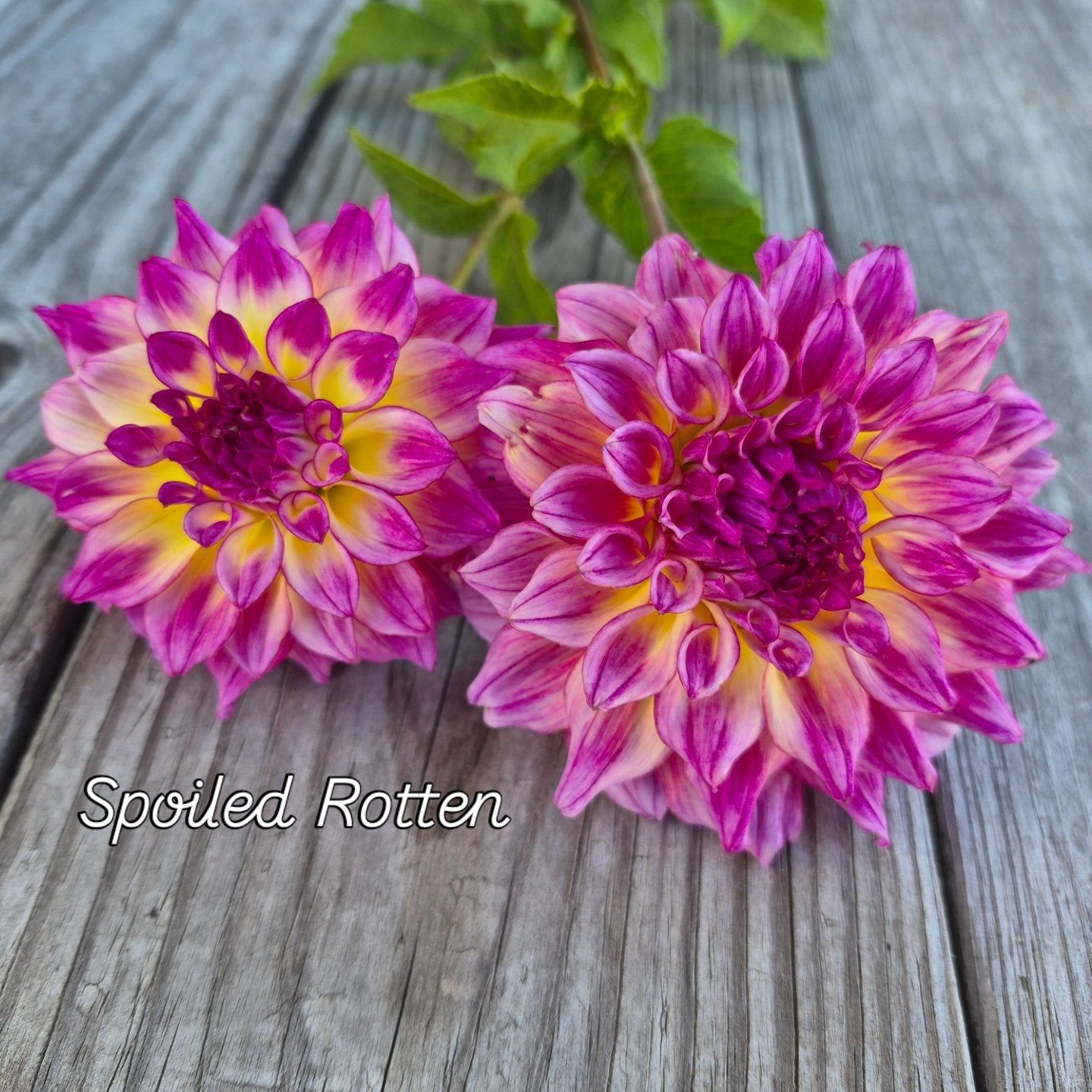 Spoiled Rotten Informal Decorative Dahlia