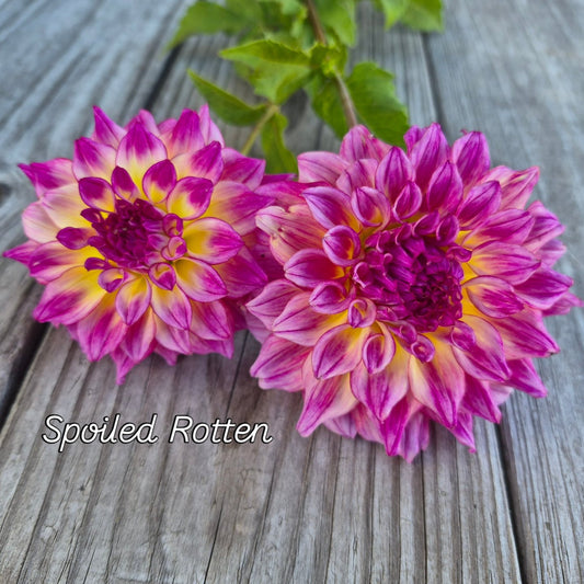 Spoiled Rotten Informal Decorative Dahlia