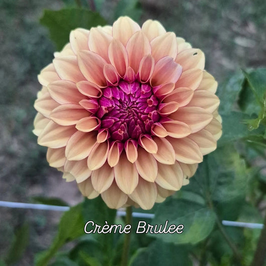 Crème Brulee Formal Decorative Dahlia