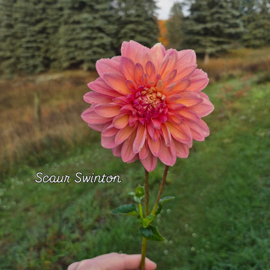 Scaur Swinton Formal Decorative Dahlia