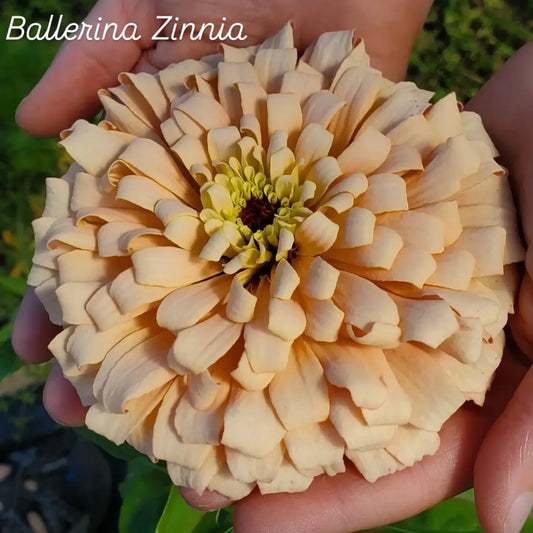Ballerina Zinnia Open-Pollinated Seeds