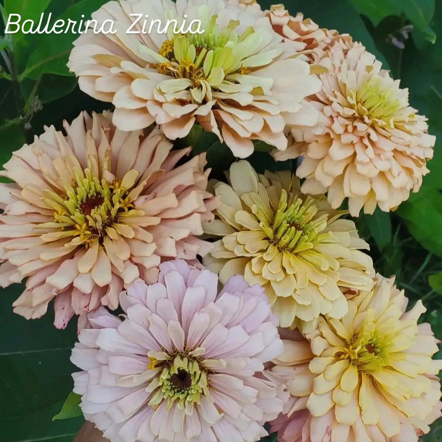 Ballerina Zinnia Open-Pollinated Seeds